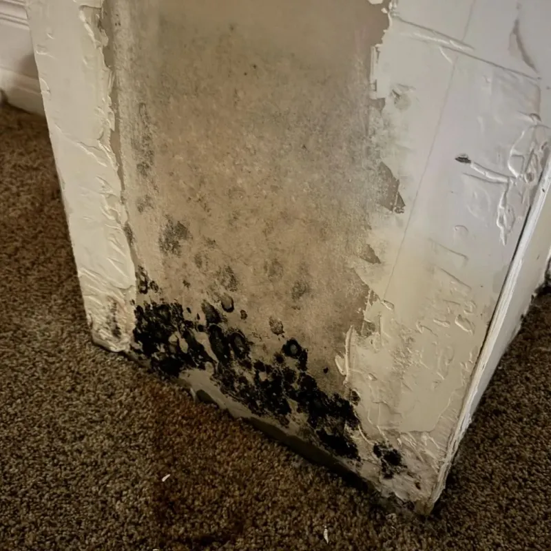 Professional Mold Removal in Pinellas County, FL